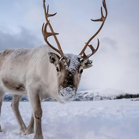 Arctic I Great Location I Stylish Lejlighed *